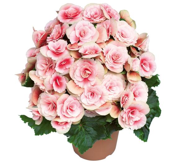 Begonia hiemalis