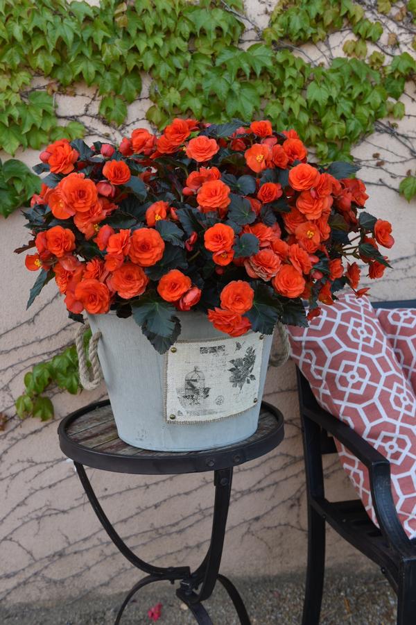 Begonia hiemalis 'Oh So Orange'