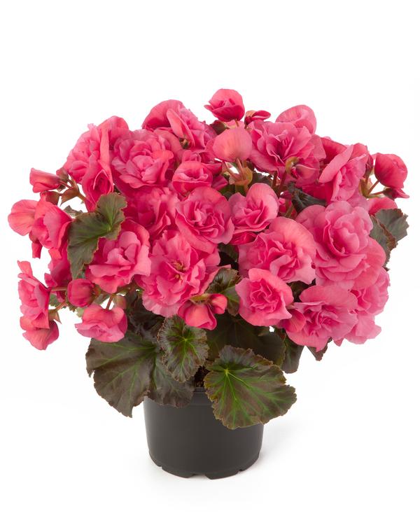 Begonia elatior