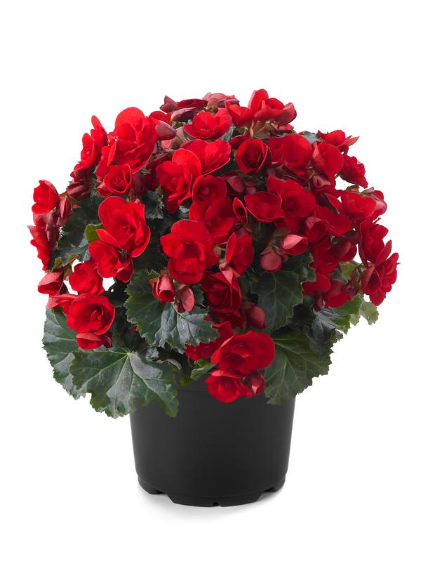 Begonia elatior 'Vermilion Red'