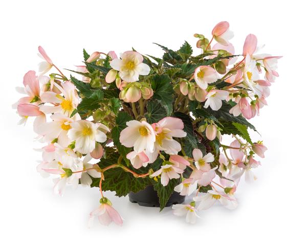 Begonia boliviensis 'Waterfalls Angel Soft Pink'
