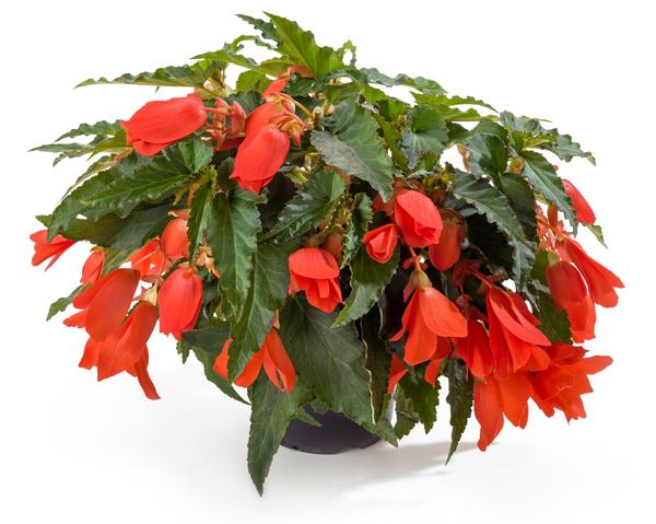 Begonia boliviensis 'Waterfalls Encanto Orange Imp'