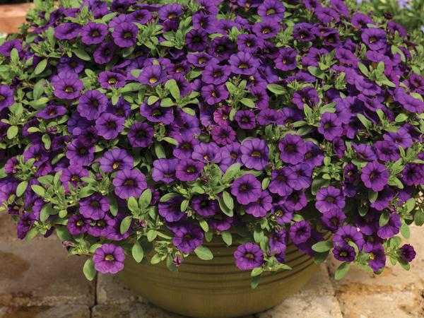 Calibrachoa hybrida 'Callie Purple Imp'