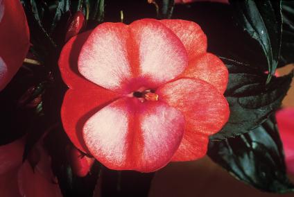 New Guinea impatiens hawkerii 'Color Power Coral Flame'