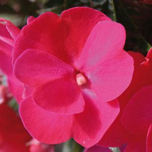 New Guinea impatiens hawkerii 'Color Power Dark Pink'