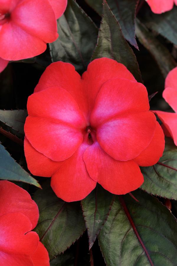 New Guinea impatiens hawkerii 'Color Power Dark Pink Flame'