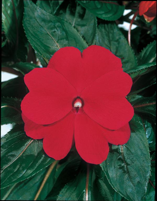 New Guinea impatiens hawkerii 'Color Power Dark Red'