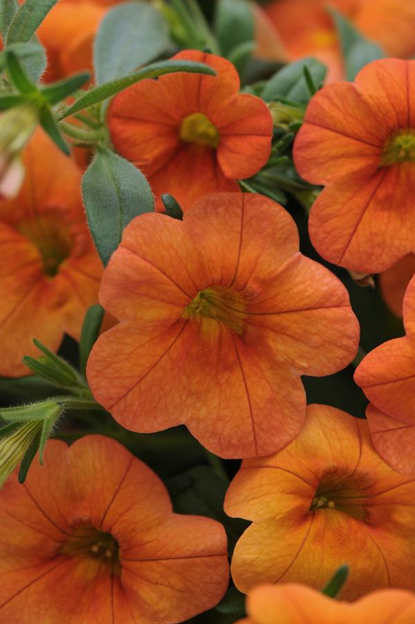 Calibrachoa hybrida