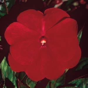 New Guinea impatiens hawkerii