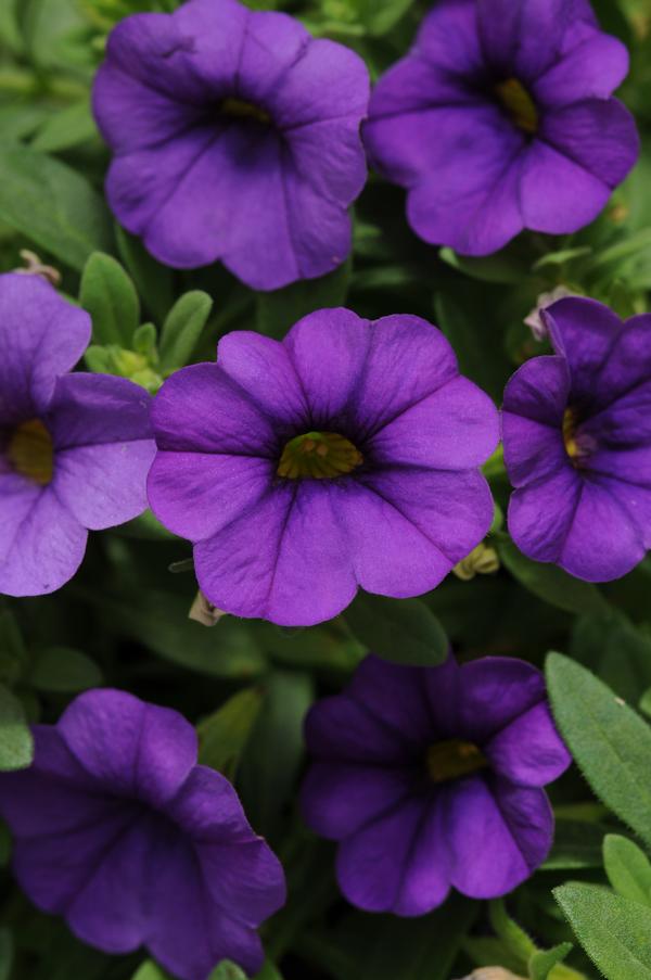 Calibrachoa hybrida 'Minifamous Neo Blue'