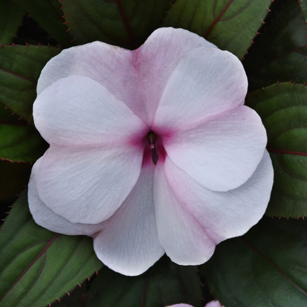 New Guinea impatiens hawkerii 'Color Power Light Pink with Eye'