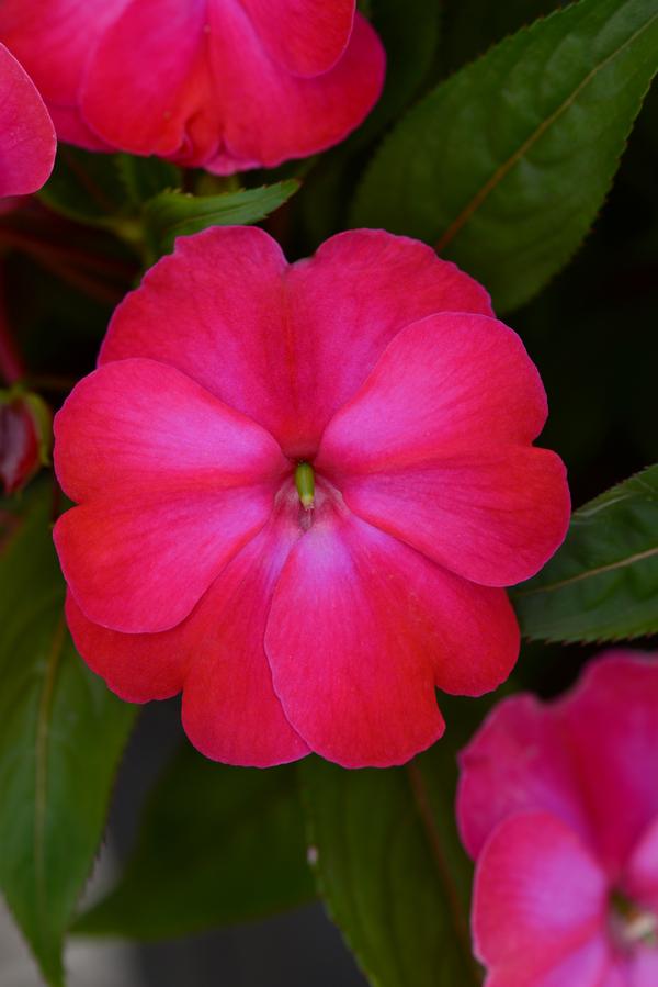 New Guinea impatiens hawkerii 'Color Power Magenta Frost'