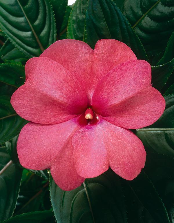 New Guinea impatiens hawkerii 'Color Power Rose'