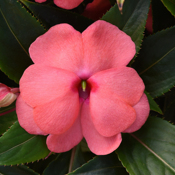 New Guinea impatiens hawkerii 'Color Power Salmon Pink'