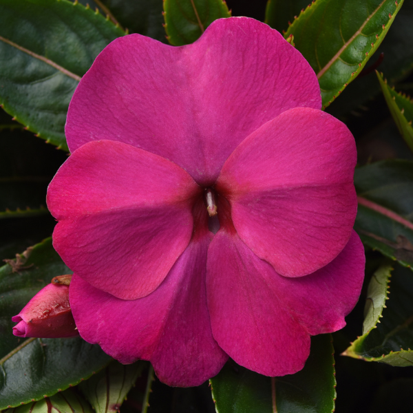 New Guinea impatiens hawkerii 'Color Power Violet'