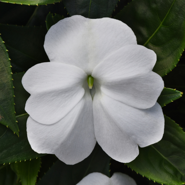 New Guinea impatiens hawkerii 'Color Power White'