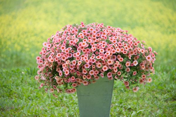 Calibrachoa hybrida