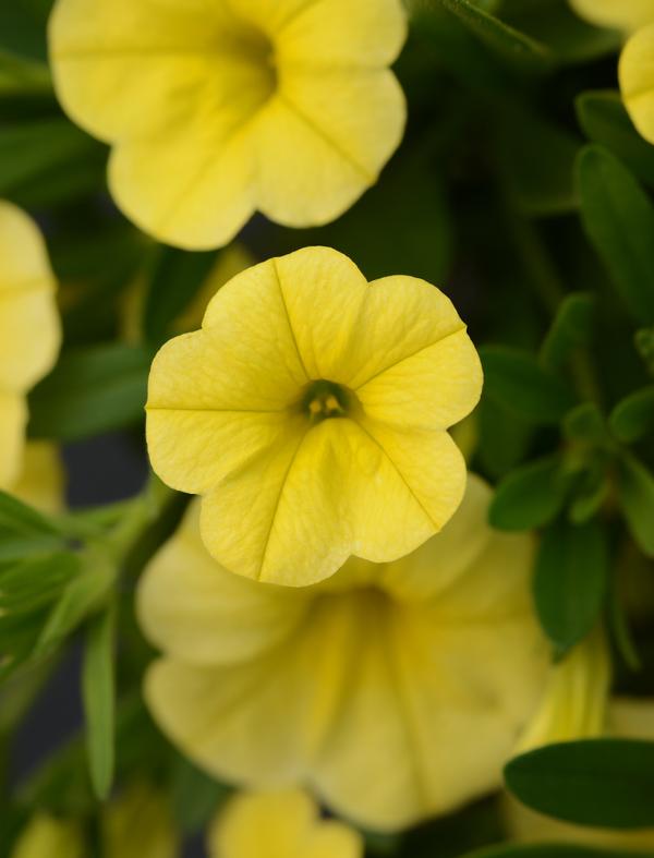 Calibrachoa hybrida 'Minifamous Neo Deep Yellow'