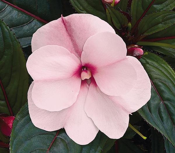 New Guinea impatiens hawkerii 'Paradise Select Blush White'