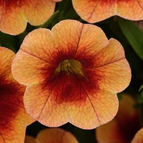 Calibrachoa hybrida 'Minifamous Neo Orange w/ Eye'