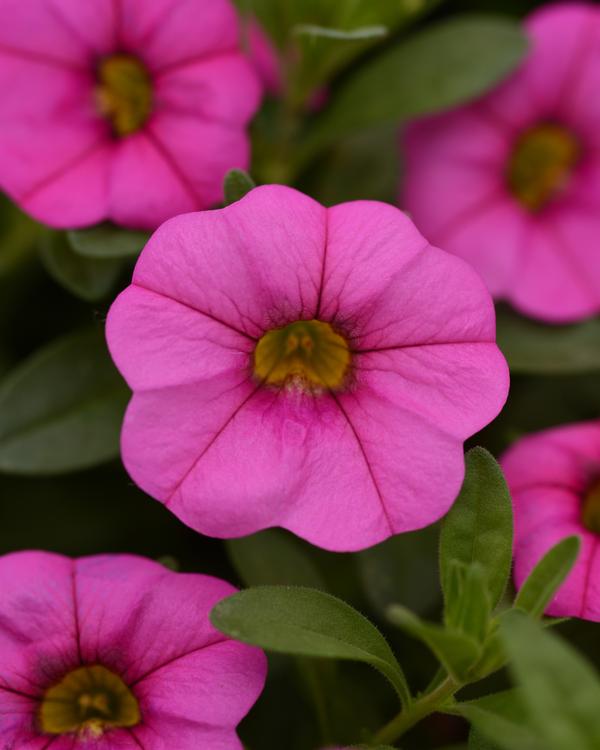 Calibrachoa hybrida 'Minifamous Neo Pink'