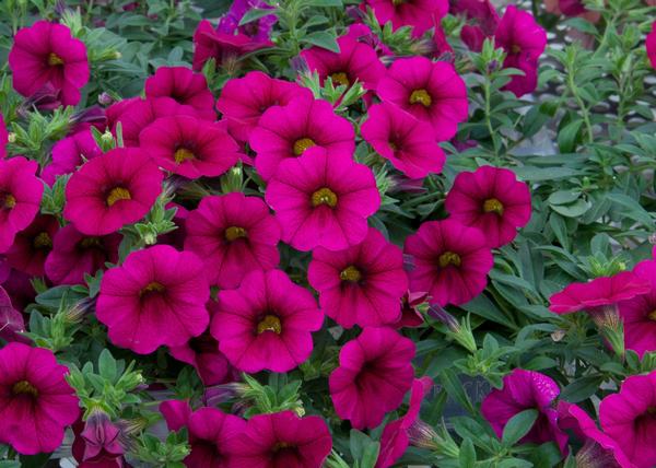 Calibrachoa hybrida 'Minifamous Neo Purple'