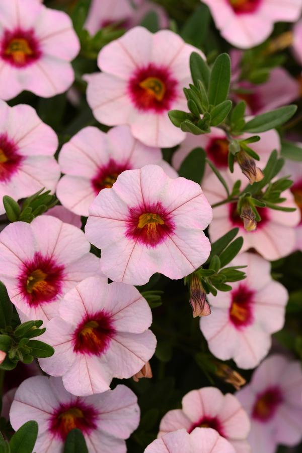 Calibrachoa hybrida 'Minifamous Neo Salmon w/ Eye'