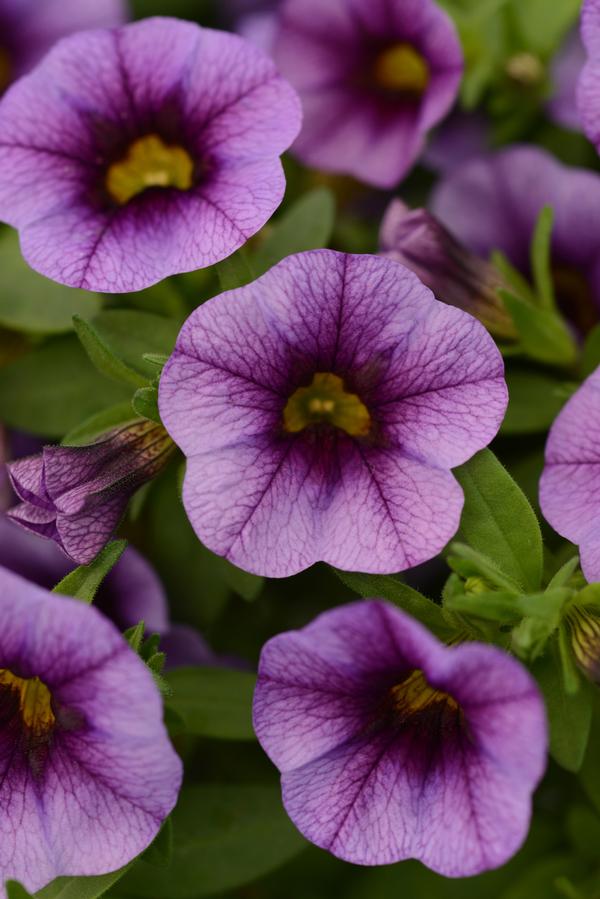 Calibrachoa hybrida