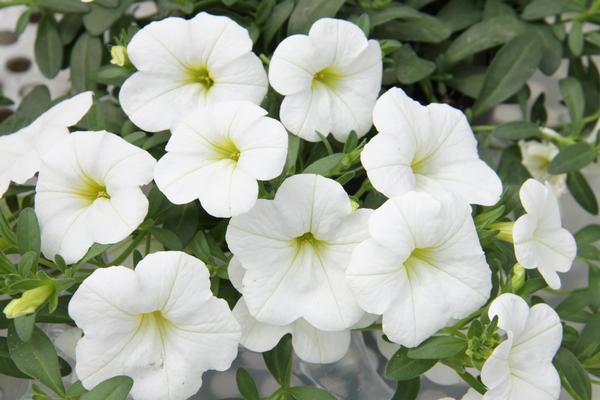 Calibrachoa hybrida 'Minifamous Neo White'