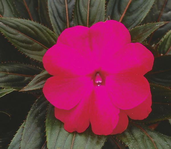New Guinea impatiens hawkerii 'Paradise Cherry Rose'