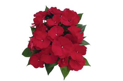 New Guinea impatiens hawkerii 'Paradise Large Cherry Red'