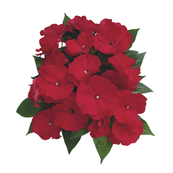 New Guinea impatiens hawkerii 'Paradise Large Cherry Red'