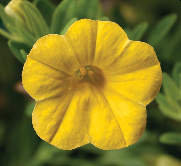 Calibrachoa hybrida 'Callie Yellow Improved'