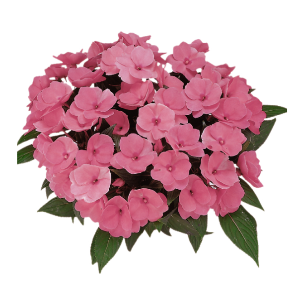 New Guinea impatiens hawkerii 'Paradise Select Light Rose'