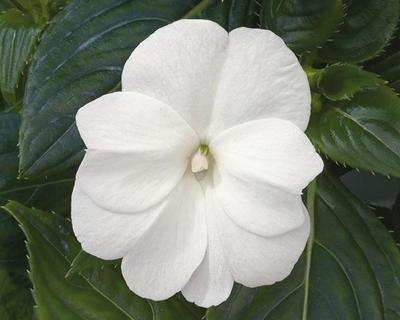 New Guinea impatiens hawkerii 'Paradise Pearl White'