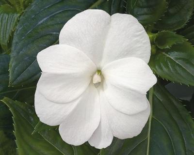 New Guinea impatiens hawkerii