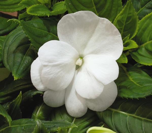 New Guinea impatiens hawkerii 'Pure Beauty White'