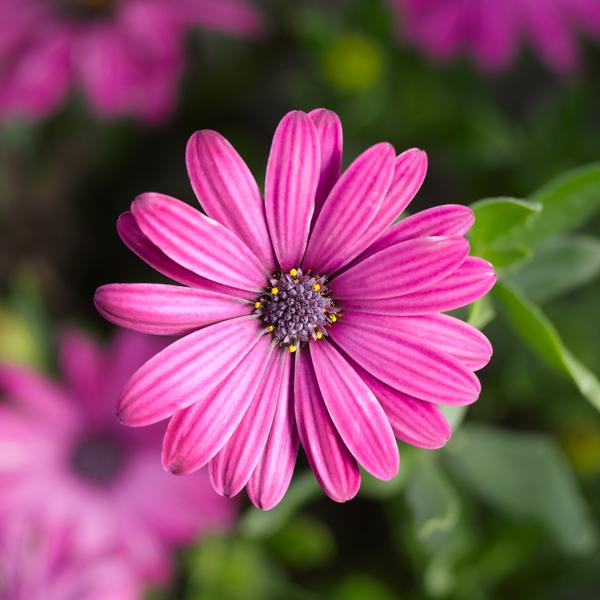 Osteospermum ecklonis 'Tradewinds Deep Purple'