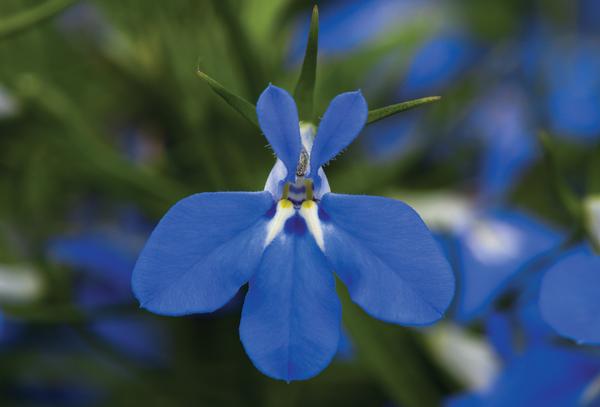 Lobelia erinus 'Techno Blue'