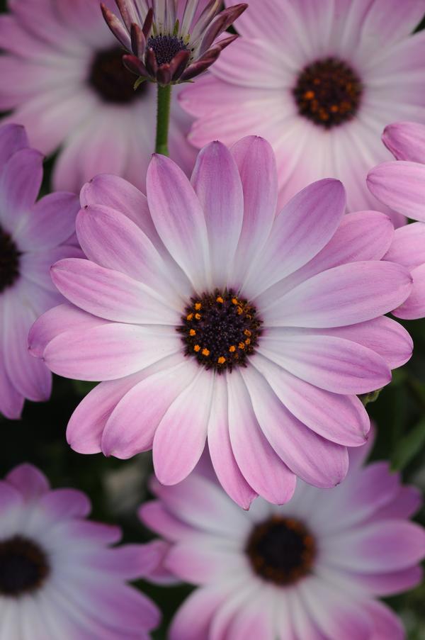 Osteospermum ecklonis
