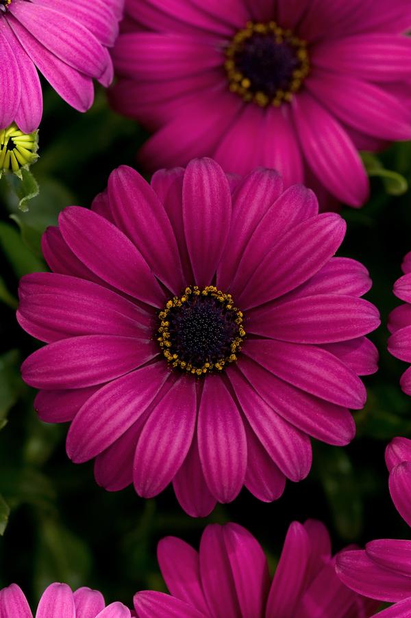 Osteospermum ecklonis 'FlowerPower Purple Red'