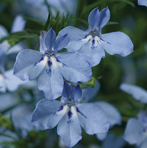 Lobelia erinus 'Techno Heat Light Blue'