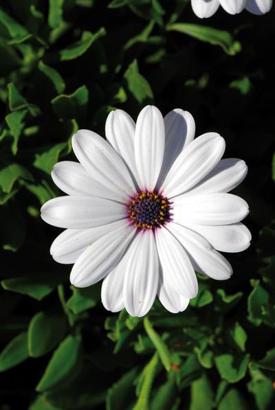 Osteospermum ecklonis 'FlowerPower Compact White'