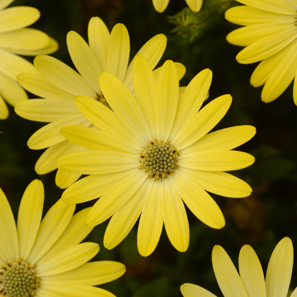 Osteospermum ecklonis 'FlowerPower Compact Yellow '20'