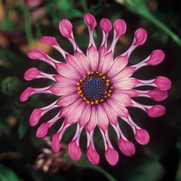 Osteospermum ecklonis 'FlowerPower Spider Pink'