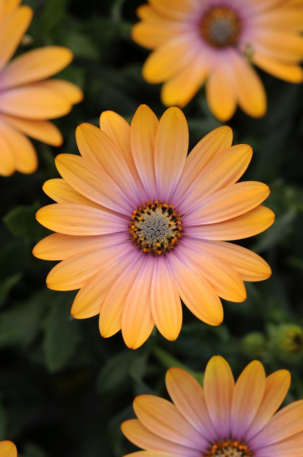Osteospermum ecklonis
