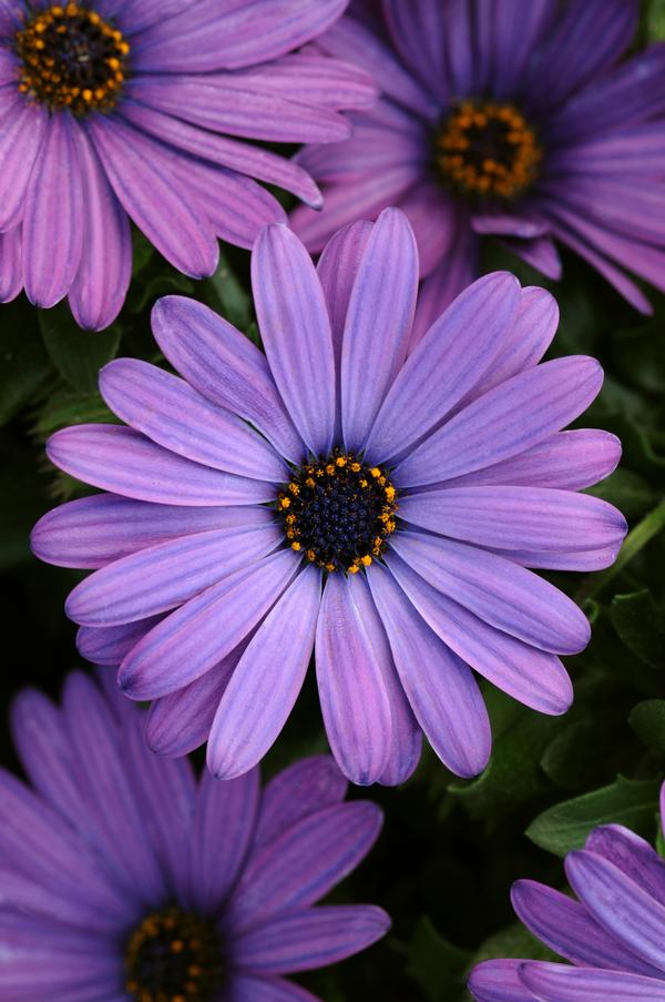 Osteospermum ecklonis 'Zion Denim Blue'