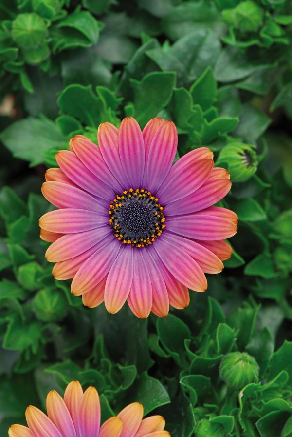 Osteospermum ecklonis 'Zion Copper Amethyst'