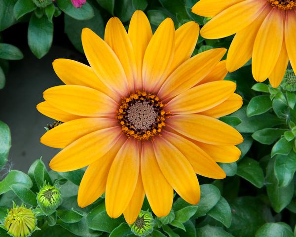 Osteospermum ecklonis