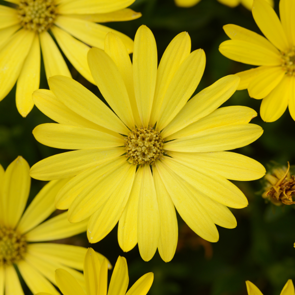 Osteospermum ecklonis 'Zion Pure Yellow'